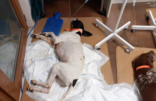 Sarıyer’de köpekleri salyangoz zehriyle zehirlediler ünlü isimlerden tepki yağdı