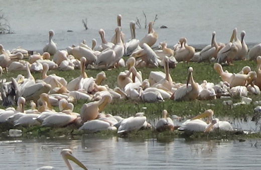 İlk kez geldiler... Barajda muhteşem görüntü