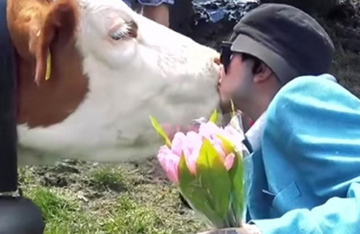 Avusturya'da hükümetten ilginç uyarı: İnekleri öpmekten vazgeçin