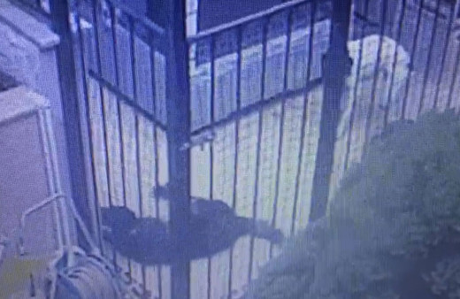 Sarıyer’de salyangoz zehri dehşeti: 1 köpek telef oldu