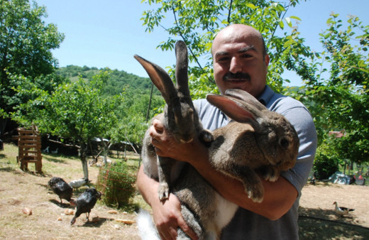 Görenler gözlerine inanamıyor, 4,5 aylık tavşan tam 7 kilo