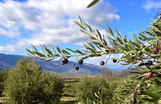 Üreticiler bu böceğe karşı uyarıldı