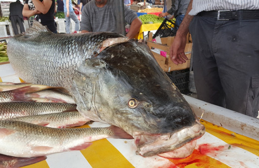 Erzincan'da Fırat Nehri'nde oltaya 83 kiloluk dev Turna balığı takıldı