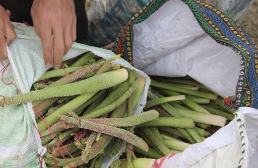 Bin 700 rakımda toplanan ışgın, köylülerin geçim kaynağı oldu