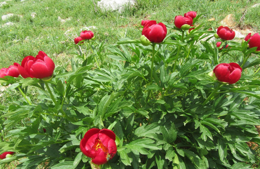 Ayı Gülü diye biliniyor! Bu gülü koparana 60 bin lira ceza var