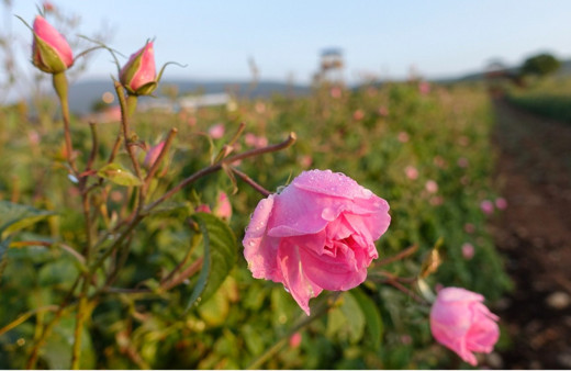 "Güller diyarı"nda hasat zamanı