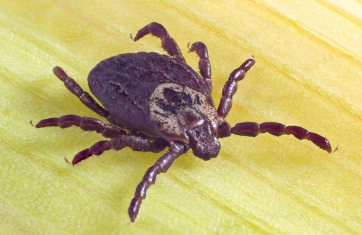 Yaz geldi, havalar ısındı! Keneye karşı dikkatli olun!