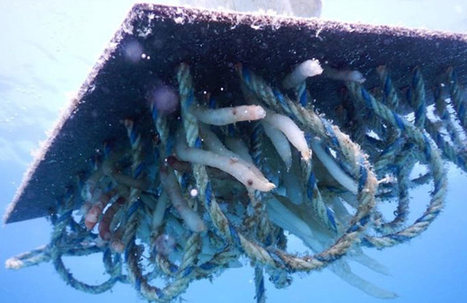 İzmir'de ilk kez görüntülendi! Yapay yuvalardaki yavru kalamarlar