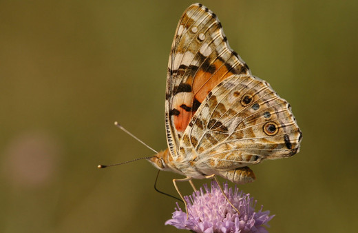 Afrika'dan Diyarbakır'a olağanüstü göç 6 nesil süren yolculukları bitti!