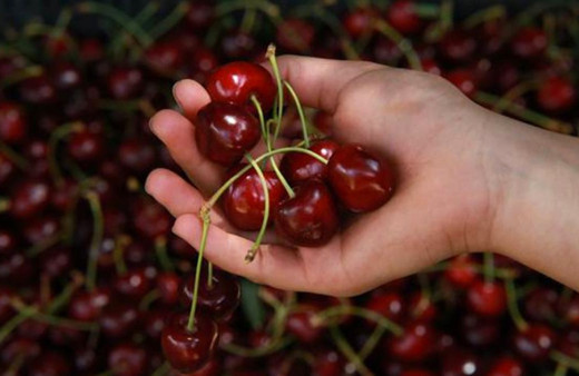 Kiraz hasadı başladı; tarlada fiyat 5 ile 8 TL arasında