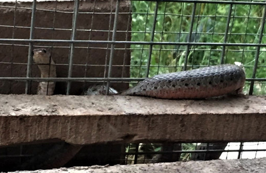 Bu görüntüler Denizli'den! Bir anda tellere sıkışınca...