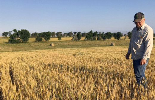 Adana’da buğday hasadı sürüyor
