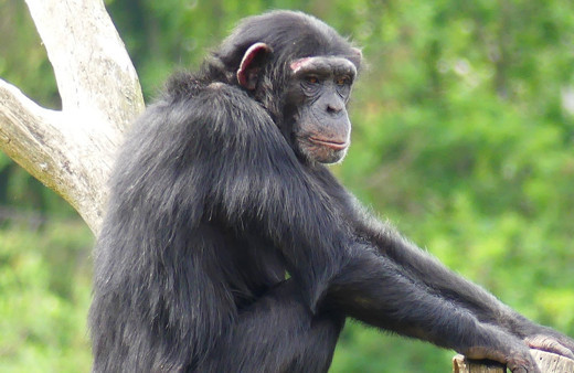 Şempanzeler hakkında yeni bir gerçek ortaya çıktı! Meğer yavruları için...