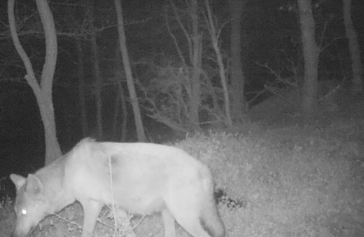 Tekirdağ'da yaban hayatı fotokapana yansıdı