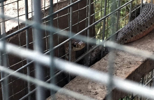 Kuş kafesine girmeye çalışan yılan tellere sıkışınca itfaiye kurtardı