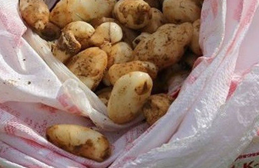 Dalaman salep üretim merkezi olma yolunda ilerliyor