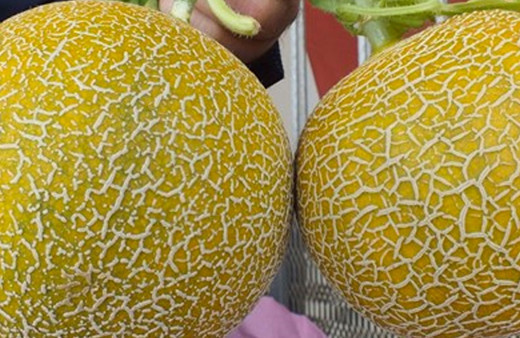 İki kavun 280 bin liraya satıldı