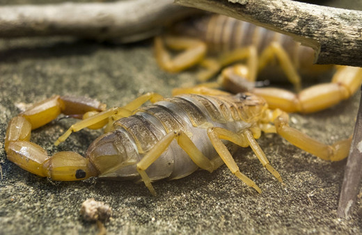 Dünyanın en zehirli akrebine bakın Aydın'da görenler nereye kaçacağını şaşırdı!