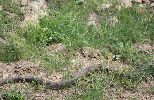 Erzurum Oltu’da Hopa engereği görüldü