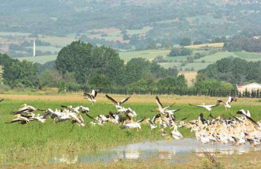 Gören cep telefonuna sarıldı