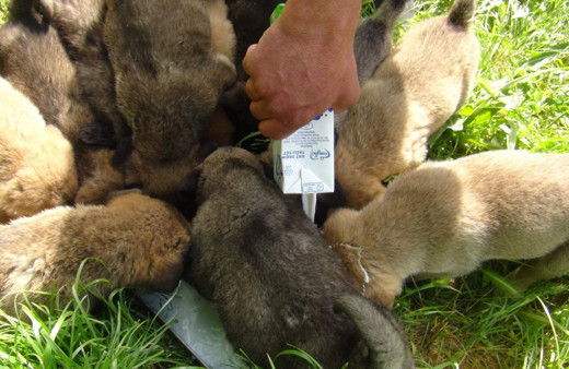 Anneleri ölen 14 yavru köpeğe bakıyor