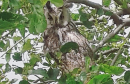 Diyarbakır’da boynuzlu baykuş görüldü köylüler şaşkına döndü