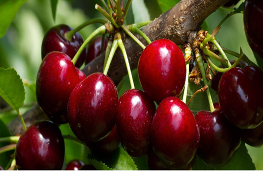 Bu kirazın kilogramı 24-30 liradan alıcı buluyor