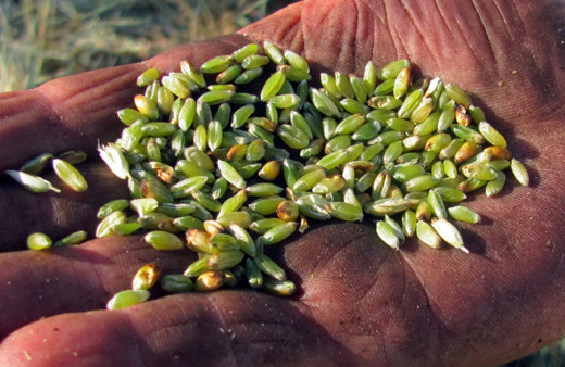 Arapların tutkusu! Hasadı başladı