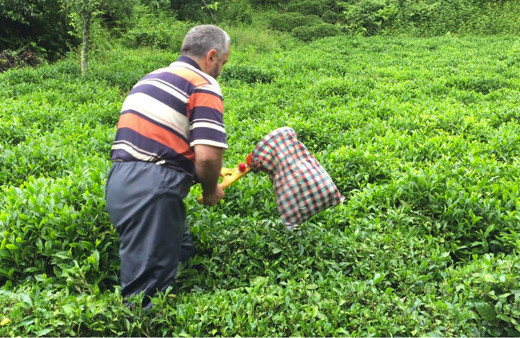 ÇAYKUR, Ramazan Bayramı'nda da yaş çay alacak