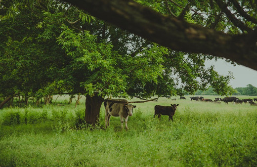 Bu 185 inek ömür boyu kesilmeyecek! Cumhurbaşkanı koruma getirdi