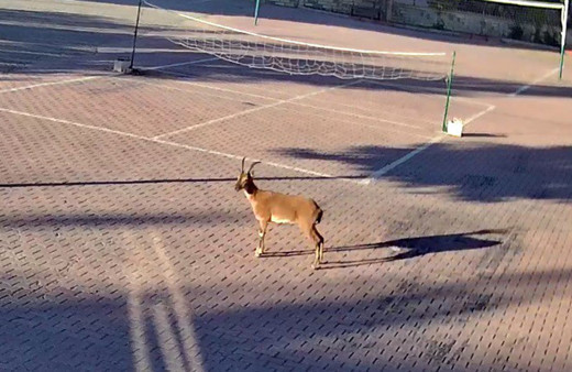 Nesli tükenmekte olan dağ keçisi okulda
