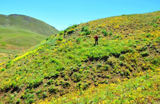 Giresun'da kandamlası bitkisi 150 yıl aradan sonra görüldü