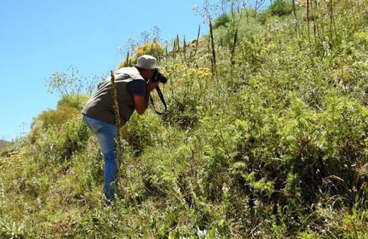 Giresun'da sıradışı endemik bitti! 150 yıl sonra ortaya çıkan kan damlası