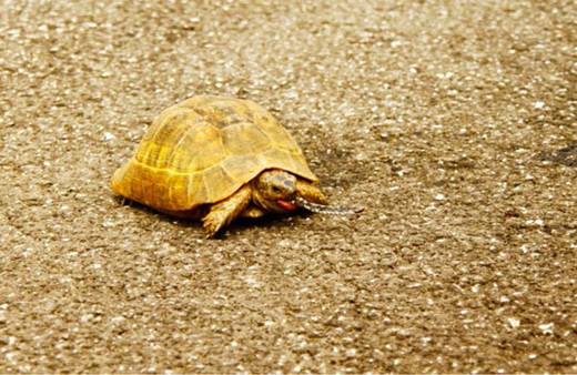 Şaşırtan doğa olayı! Kaplumbağa'nın ağzındaki görenleri şok etti!