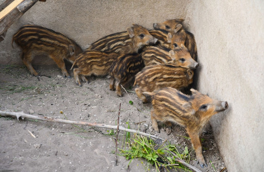 Havuza düşen domuzları itfaiye kurtardı