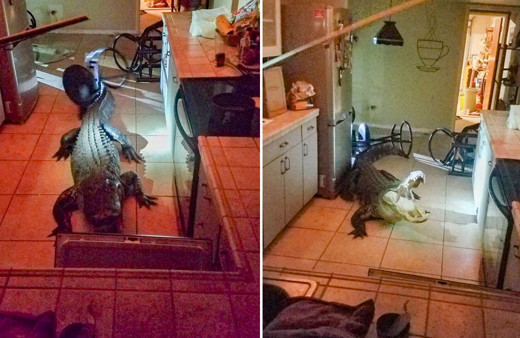 Mutfakta timsahla karşılaştı şoka girdi