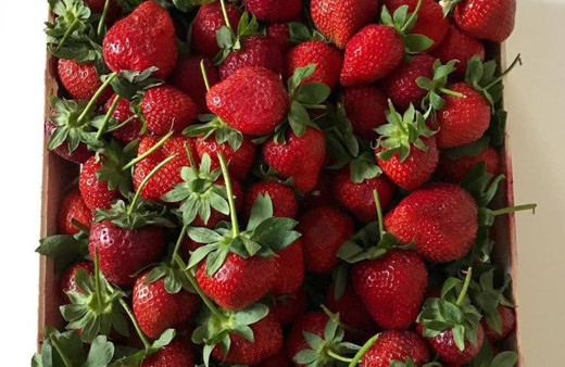 Kilosu 10 TL'den satılıyor! Muğla'da 'Vali Hanım Çileği' sevinci