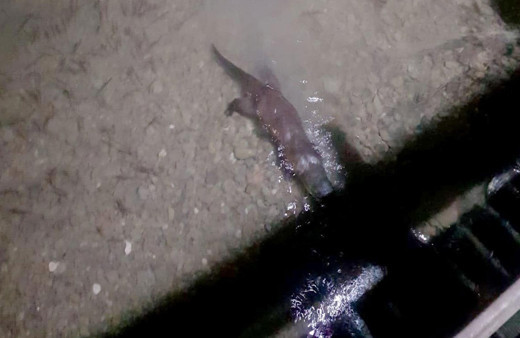 Sapanca Gölü'nde su samuru görüldü