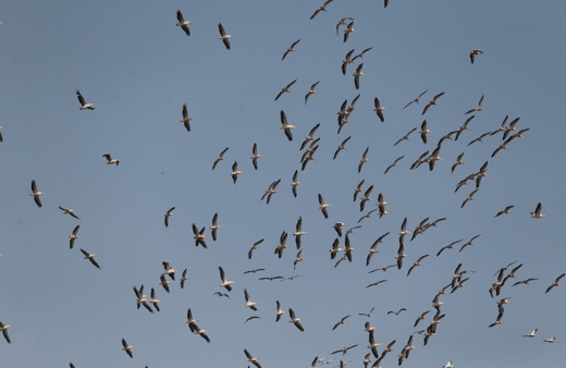 Ak pelikanların gökyüzündeki muhteşem dansı havadan görüntülendi