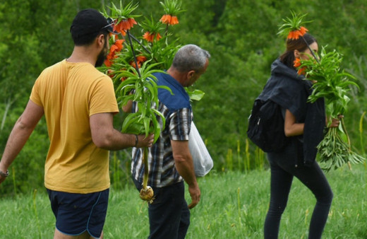 Tunceli'de ters laleleri toplayanlara 180 bin lira para cezası