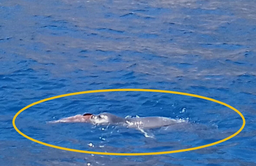 Muğla Datça'da yıllar sonra Akdeniz foku görüntülendi