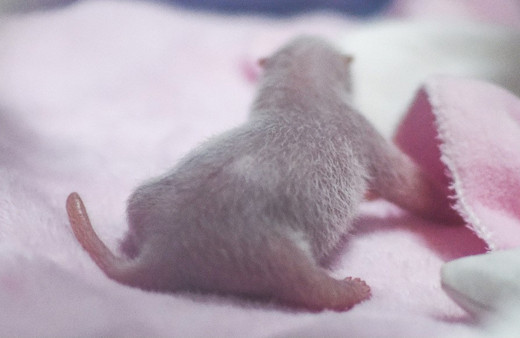 Çin'de 2019'un ilk pandası dünyaya geldi