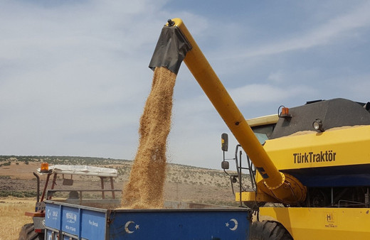 Arpa ve buğdayda yüksek rekolte çiftçiyi sevindirdi