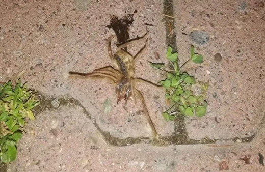 Geceleri ortaya çıkıyor! Batman'da 'sarıkız' tedirginliği