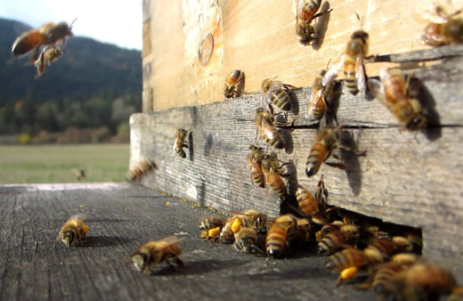 Tunceli'de arı saldırısı 1 ölü 3 yaralı