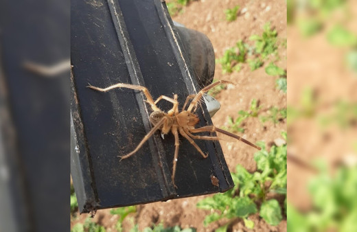 Elazığ'da etçil örümcek endişesi