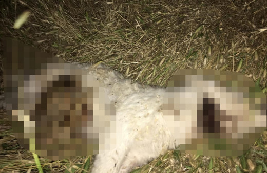 50 günlük yavru köpeği canice öldürdü