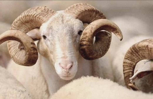 Kurban bayramı 9 gün oldu mu resmi açıklama haberi