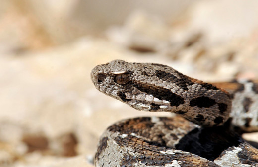Nesli tükenmekte olan yılan Nemrut Dağı'nda görüldü