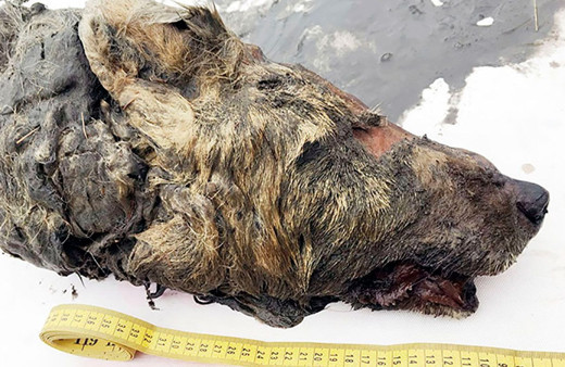 Tam 40 bin yıllık! Canavar başı bulundu